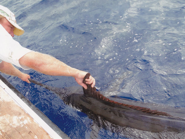 Fishing Tenerife marlin