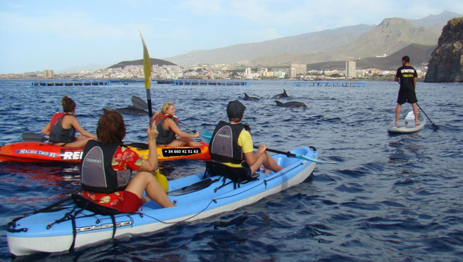 Viendo delfines en kayak et paddle