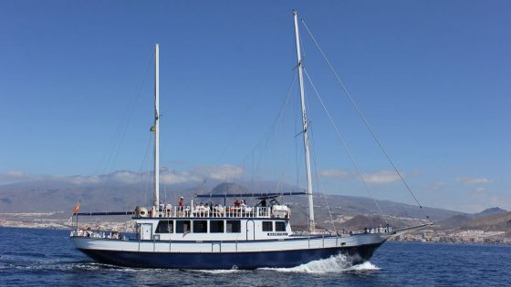 dolphin whales sailing tenerife