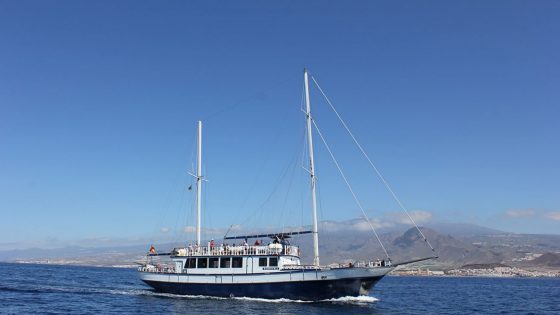 dolphins sailing tenerife