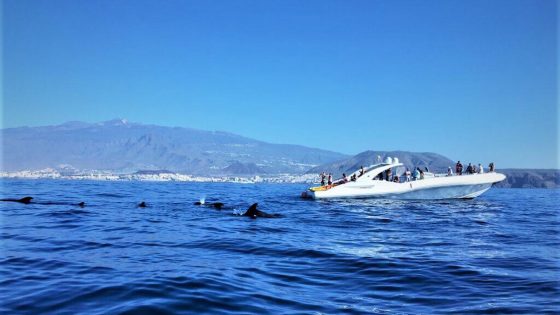 watersports tenerife sailing dolphins