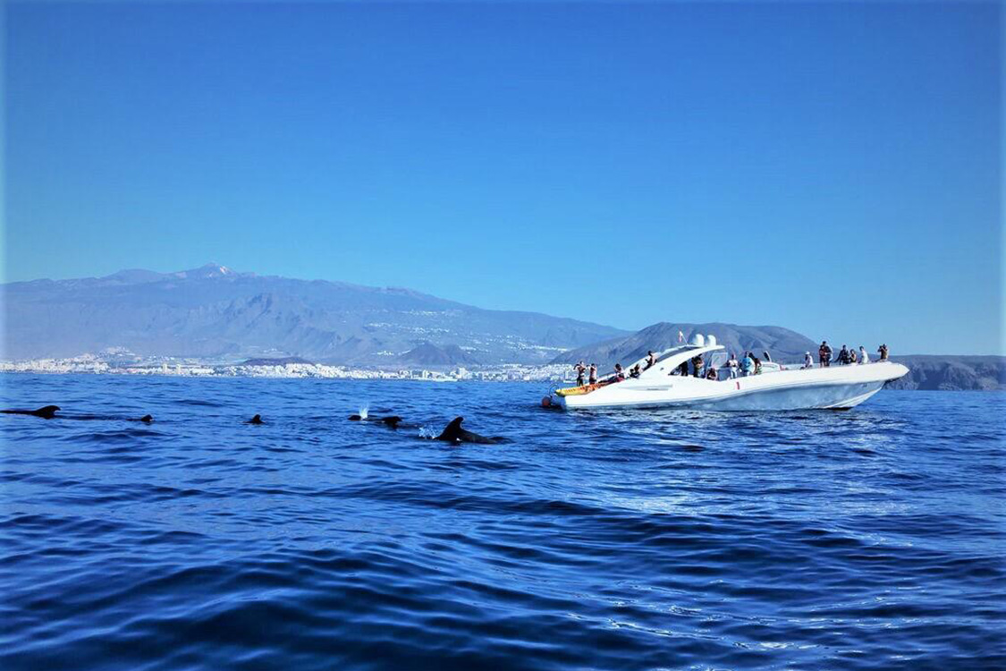 watersports tenerife sailing dolphins