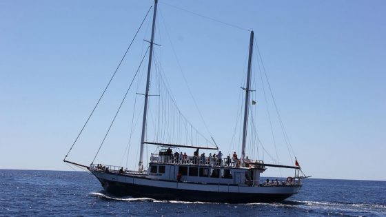 whales dolphin sailing tenerife