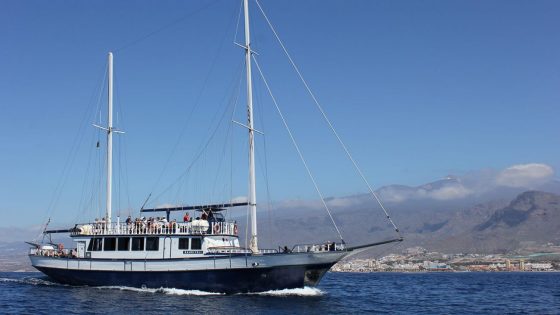 whales sailing tenerife