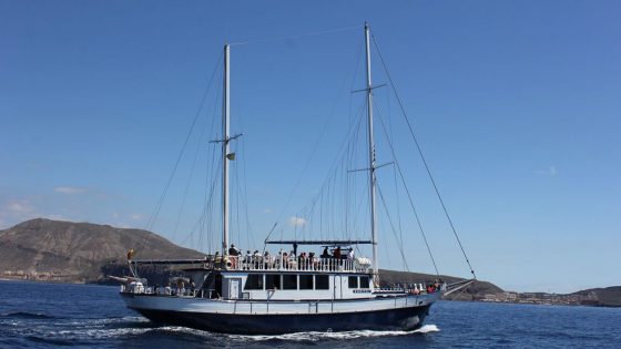 whales watching tenerife